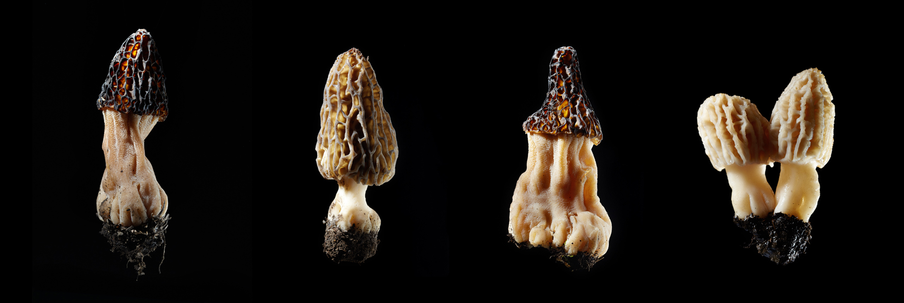 2011_05_23_shroomin_combined.jpg